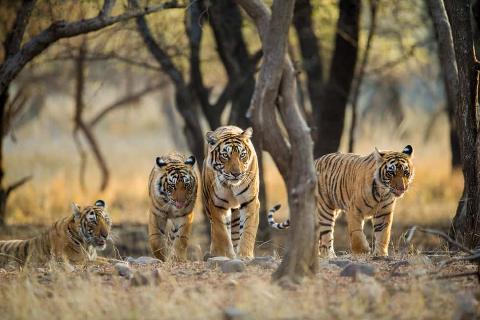 From Delhi: 5 Day Golden Triangle, Safari, & Bird Sanctuary - Price and Logistics: Where This Package Is Great Value