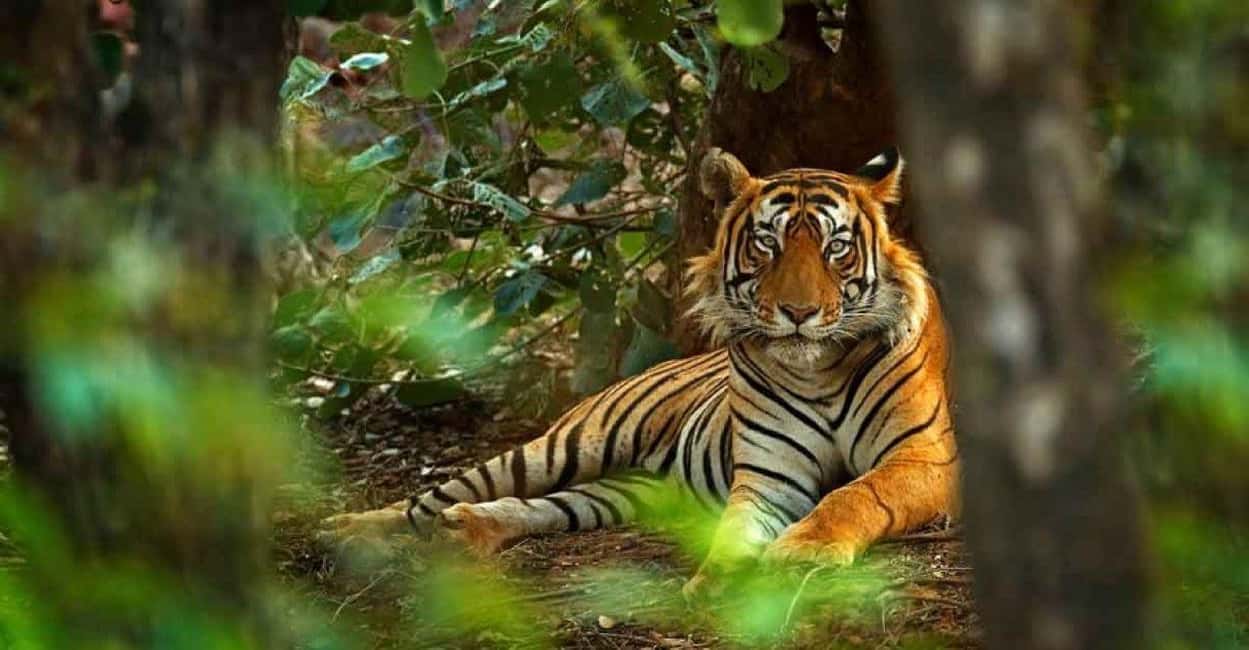 From Delhi: Ranthambore National Park Day Trip with Safari - Key Things That Matter Most On This Ranthambore Day Trip