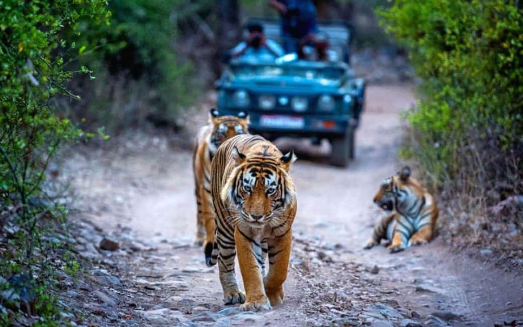 From Delhi: Ranthambore National Park Day Trip with Safari - A Very Long Day for a Real Wildlife Shot