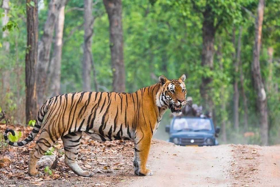 From Delhi: Ranthambore National Park Day Trip with Safari - Arrival, Check-In, and the Lunch-to-Safari Rhythm