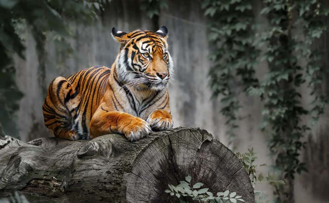 From Delhi: Ranthambore National Park Day Trip with Safari - The Delhi-to-Ranthambore Drive: Expect Time, Not Comfort Perfection