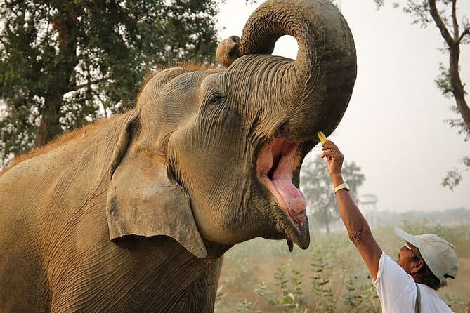 From Delhi: Sunrise Taj Mahal tour with Elephant Conservation - Key highlights you’ll feel right away