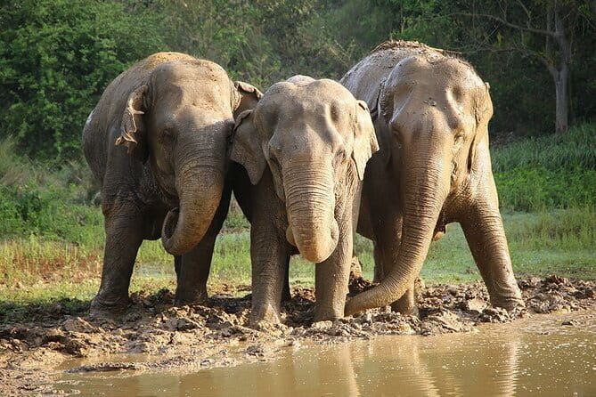 From Delhi: Sunrise Taj Mahal tour with Elephant Conservation - Getting from Delhi to Agra: private car to Nizamuddin, then a train ride