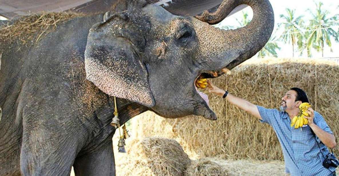From Delhi: Taj Mahal Sunrise and Elephant Wildlife SOS Tour - A 3:00 AM pickup that puts Taj Mahal in your hands