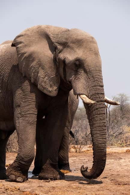 From Delhi: Taj Mahal Sunrise and Elephant Wildlife SOS Tour - Price and inclusions: is $10 good value?