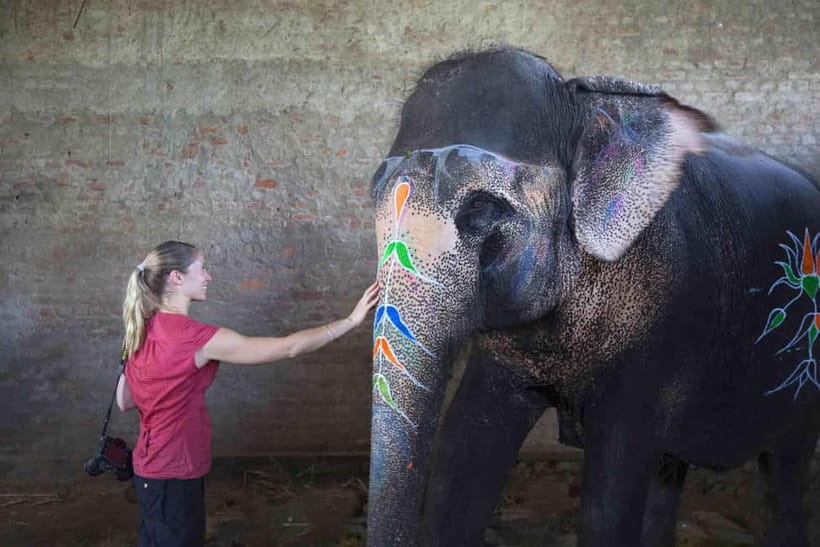 From Delhi: Taj Mahal Sunrise Tour w/ Elephant Conservation - Key Points to Know Before You Go