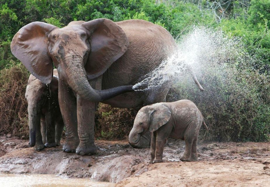 From Delhi: Taj Mahal Tour with Elephant Conservation Centre - Key things to know before your Taj + elephants day