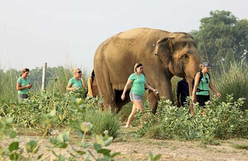 From Delhi: Taj Mahal with Photographer & Elephant SOS Tour - Mughlai lunch at a 5-star hotel: more than just a meal break