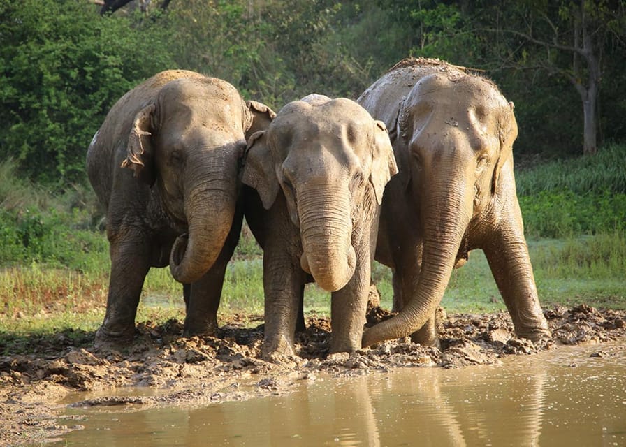 From Delhi: Taj Mahal with Photographer & Elephant SOS Tour - Guides and language support: how you’ll get explanations on the spot