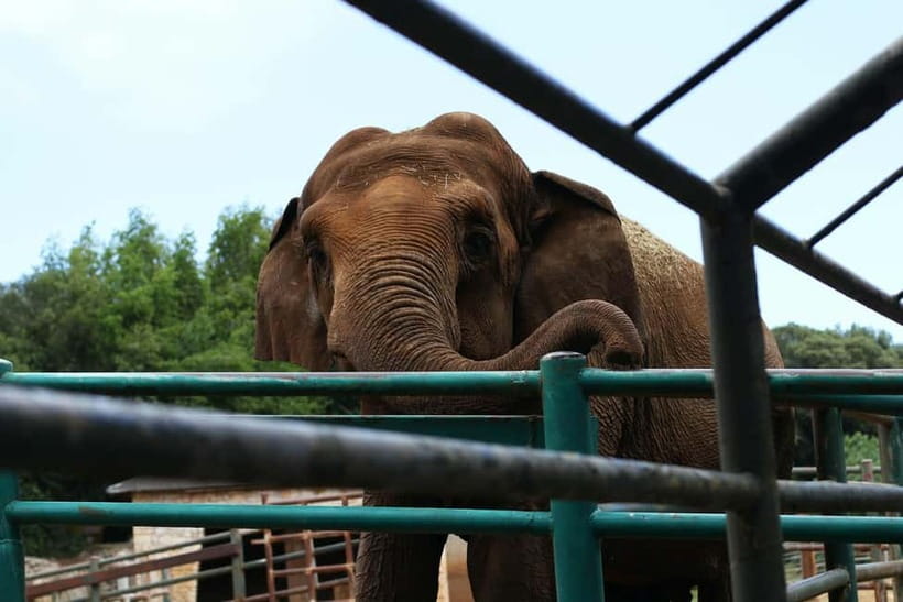 From New Delhi: Taj Mahal and Elephant Conservation Centre - Key highlights that make this tour worth it