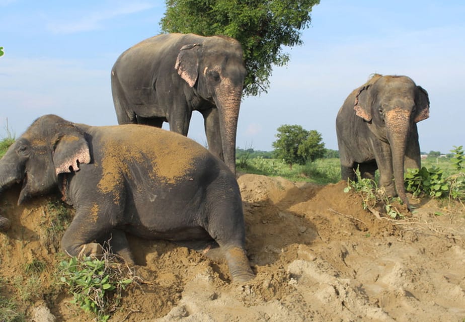 From New Delhi: Taj Mahal and Elephant Conservation Centre - Agra lunch: keeping your energy up without derailing the schedule