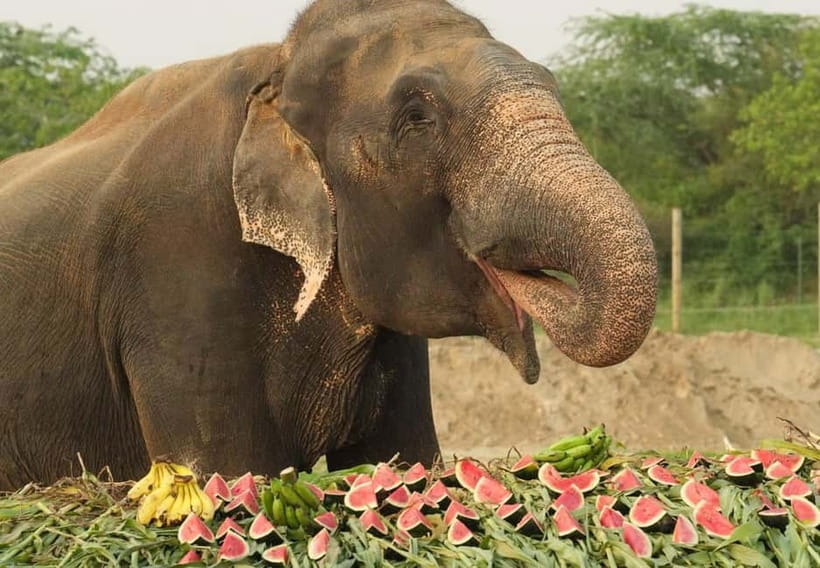 From New Delhi: Taj Mahal and Elephant Conservation Centre - Best fit: who will enjoy this tour the most