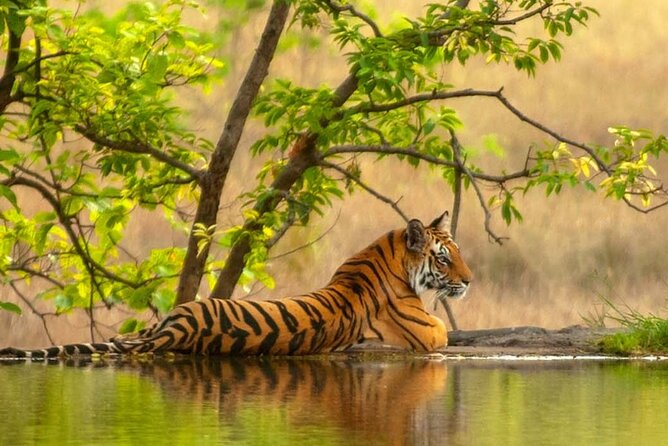 Golden Triangle Tour With Ranthambore (Viator Award Winner) - The Big Picture: Golden Triangle Cities Plus Ranthambore’s Wildlife Focus