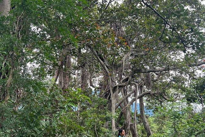 Moderate Himalayan Treks Near Rishikesh From Delhi - Day 4 Back to Delhi: Breakfast, Goodbye, and Real Rest