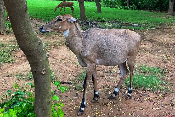 Premium Hidden Jewels of Delhi Cycling Tour - The First Chapter of Delhi - Sanjay Van dirt trails: forest birds and lookout moments