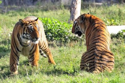 Private 4-Day Ranthambhore Tiger Safari Tour to Agra and Jaipur from Delhi - Prepaid tickets and a guide that handles the details