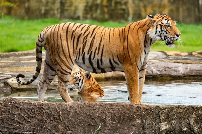 Private 4-Day Tiger Safari & Golden Triangle Tour from Delhi - Key highlights