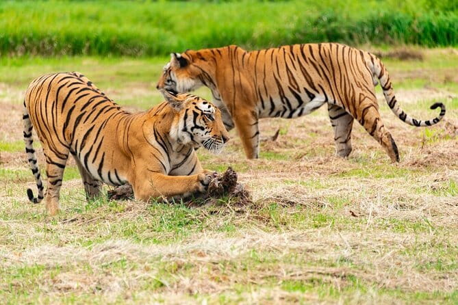 Private 4-Day Tiger Safari & Golden Triangle Tour from Delhi - Why this 4-day route feels efficient (and not stressful)
