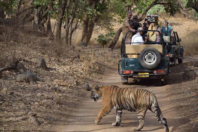 Private 6-Day Ranthambhore Tiger Tour including Delhi, Agra and Jaipur - Price and Value: Is $701.41 Worth It?