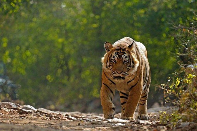 Private 6-Day Ranthambhore Tiger Tour including Delhi, Agra and Jaipur - Jaipur at a Good Pace: City Palace, Jantar Mantar, Birla Mandir