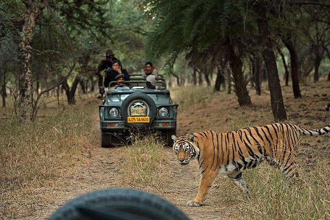 Private 6-Day Ranthambhore Tiger Tour including Delhi, Agra and Jaipur - Agra in Two Acts: Sunrise Taj Mahal Plus the Fortress and “Baby Taj”