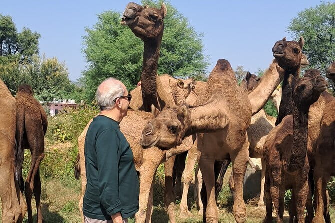 Private Golden Triangle Tour 5 Nights/6 Days - All Inclusive - Starting at the Airport: TWG Tea and First-Day Momentum