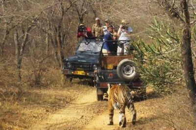 Private Tour from Delhi to Sariska Safari and Jaipur (1N/2D) - The 3-Hour Safari at Sariska: Tiger Time Without the Guesswork