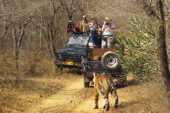 Private Tour from Delhi to Sariska Safari and Jaipur (1N/2D) - The 3-Hour Safari at Sariska: Tiger Time Without the Guesswork