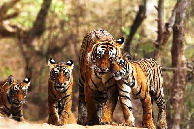 Ranthambhore Tiger Tour of Delhi, Agra, and Jaipur 5 Star Hotel - The basic deal: what you pay for and why it’s not just sightseeing