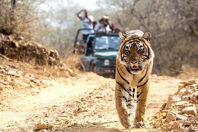 Ranthambhore Tiger Tour of Delhi, Agra, and Jaipur 5 Star Hotel - Day 2: Amber Fort, City Palace, Jantar Mantar—and rolling straight into Ranthambhore