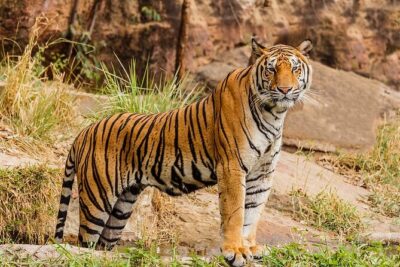 Ranthambhore Tiger Tour of Delhi, Agra, and Jaipur 5 Star Hotel - Day 1: Humayun’s Tomb, Qutub Minar, Lotus Temple, and a drive to Jaipur