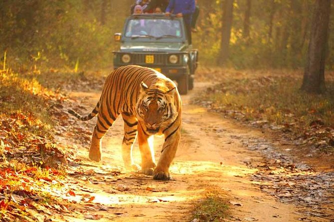 Ranthambhore Tiger Tour of Delhi, Agra, and Jaipur 5 Star Hotel - Day 3: Ranthambhore tiger safaris—how to make the most of your two tries