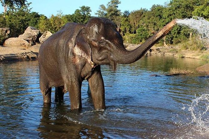 Same day Tajmahal tour with SOS Elephant/Bear wildlife Sanctuary - Agra Lunch Hour and the 1-Hour Window in Agra