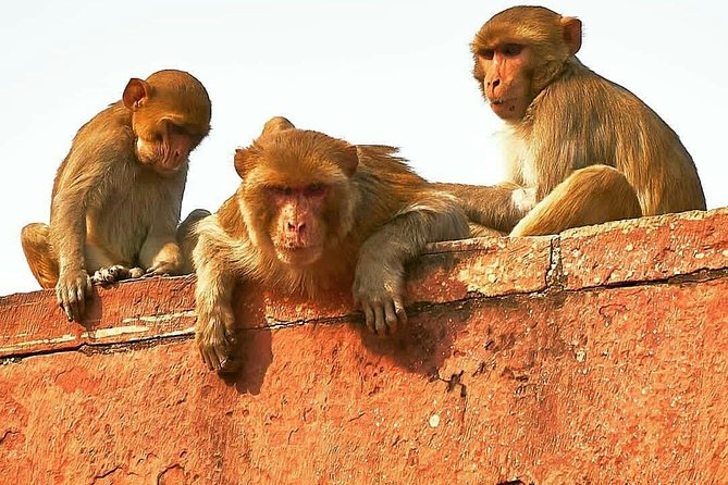 Skip The Line: Taj Mahal Sunrise Tour from - Delhi (All-Inclusive) - 3:00 AM pickup and the Delhi-to-Agra run you’re really paying for