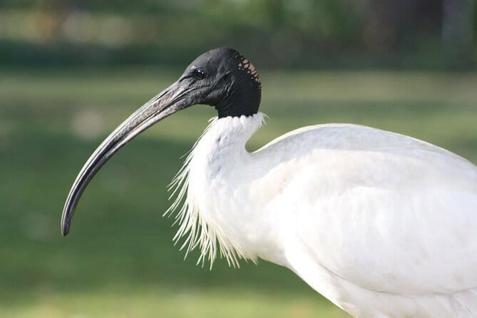 Sultanpur Bird Sanctuary Tour Near Delhi - Key highlights you’ll actually feel on this tour