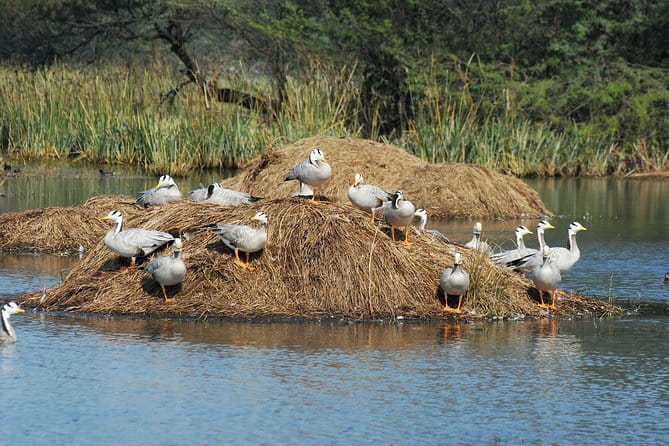 Sultanpur Bird Sanctuary Tour Near Delhi - Morning Pickup to Sultanpur: The Fast Getaway