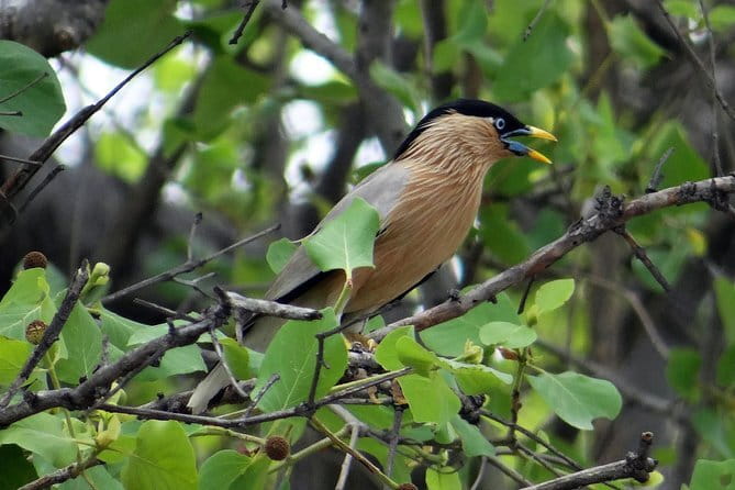 Sultanpur Bird Sanctuary Tour Near Delhi - The Guide Effect: What You’ll Get From Jai Singh