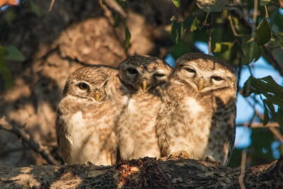Sultanpur Bird Sanctuary Tour Near Delhi - Sultanpur Bird Sanctuary Walk: Zones, Lake Paths, and Towers