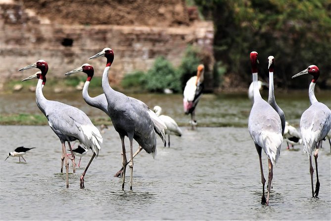Sultanpur The wonder of Birding from Delhi - Key things to know before you go