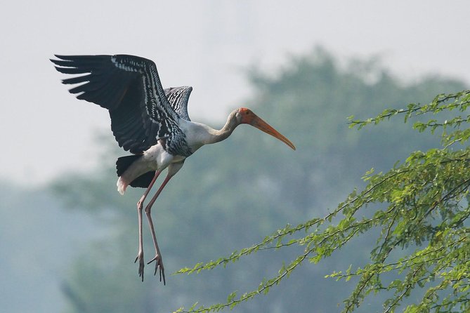 Sultanpur The wonder of Birding from Delhi - Price and value: what $85 gets you in real birding time