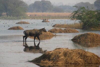 Sultanpur The wonder of Birding from Delhi - Inside the sanctuary: how the 3-hour wetland and forest walk works