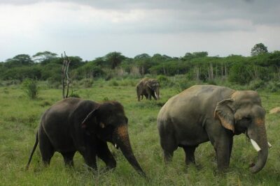 Taj Mahal, Agra Fort & Elephant Rescue Sanctuary Private Day Trip - Taj Mahal With a Personal Guide and Included Entry