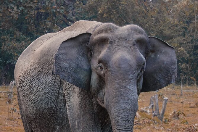 Taj Mahal with Wildlife SOS Elephant Conservation and Care Center - Why Taj Mahal plus Wildlife SOS fits together (better than you’d expect)