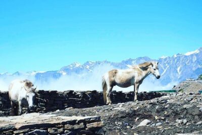 Unique Shimla and Manali tour - Price and logistics: what the $250 per person covers (and what it doesn’t)