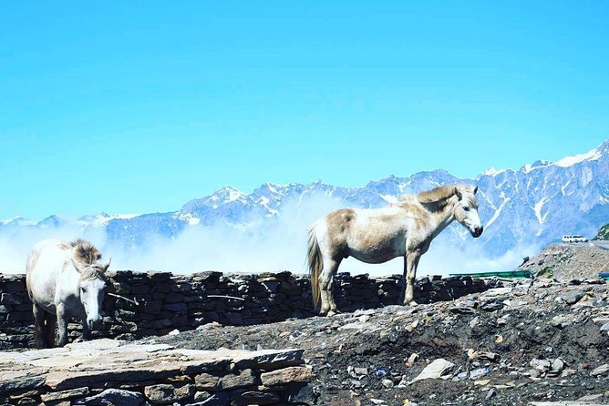 Unique Shimla and Manali tour - Price and logistics: what the $250 per person covers (and what it doesn’t)