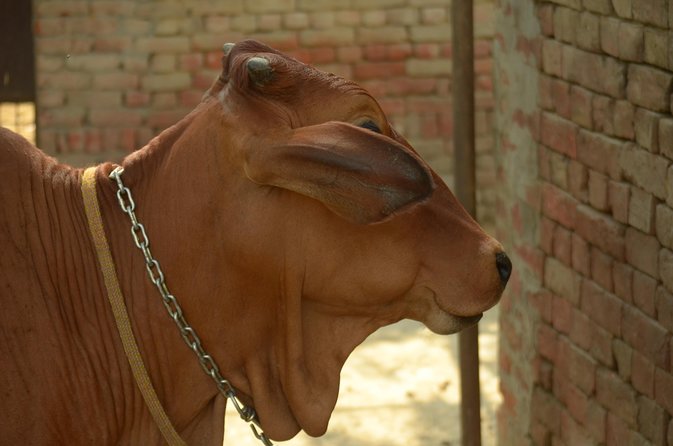 Village Snapshot - Pure and simple - Ride the Local Truck Through Farmland: The View From the Road