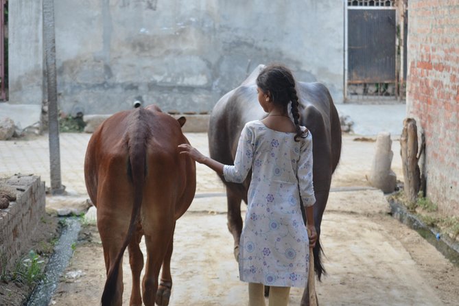 Village Snapshot - Pure and simple - Sonipat: Local Train, Village Walk, and a Real River Swim